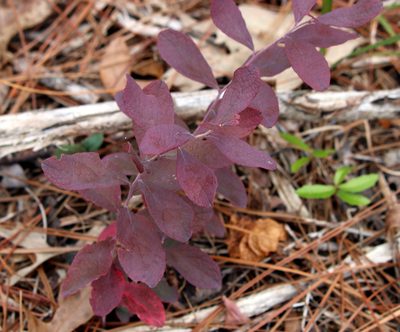 Gaylussacia nana, photographed by Lauren McLaurin