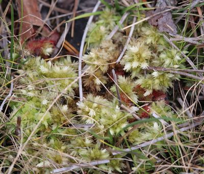 Sphagnum perichaetiale, photographed by Lauren McLaurin