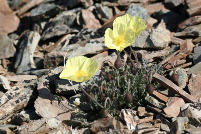 Oreomecon mcconnellii, photographed by J Straka