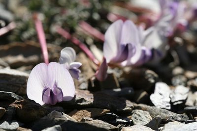 Astragalus nutzotinensis, photographed by J Straka