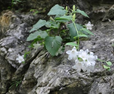 Campanula pendula, photographed by Татьяна Прозорова
