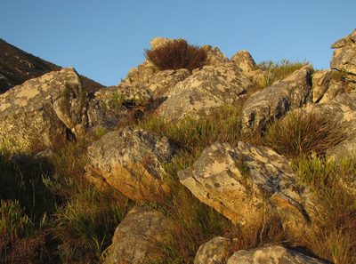 Restio fraternus, photographed by douglaseustonbrown