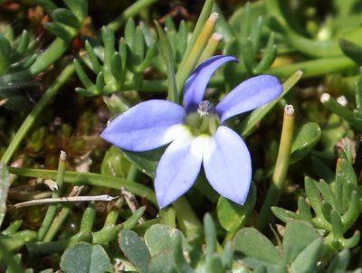 Lobelia galpinii, photographed by Alan Manson