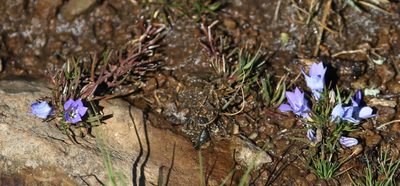 Wahlenbergia polytrichifolia, photographed by Alan Manson