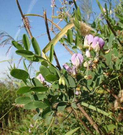 Lathyrus incurvus, photographed by Юрий Данилевский (Yuriy Danilevsky)