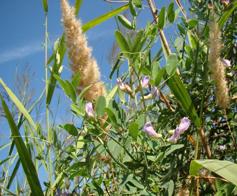 Lathyrus incurvus, photographed by Юрий Данилевский (Yuriy Danilevsky)