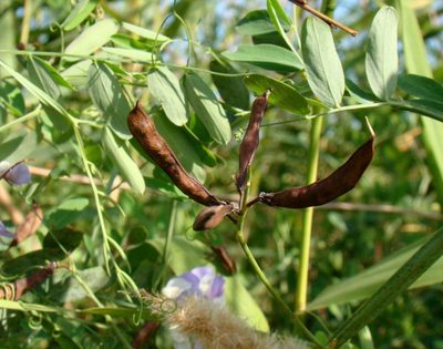 Lathyrus incurvus, photographed by Юрий Данилевский (Yuriy Danilevsky)
