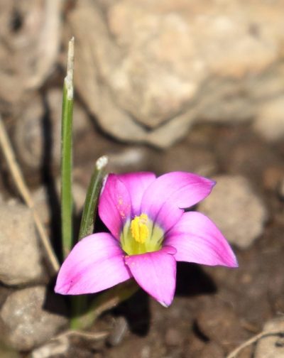 Romulea camerooniana, photographed by Alan Manson