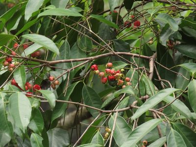 Syzygium tierneyanum, photographed by coenobita