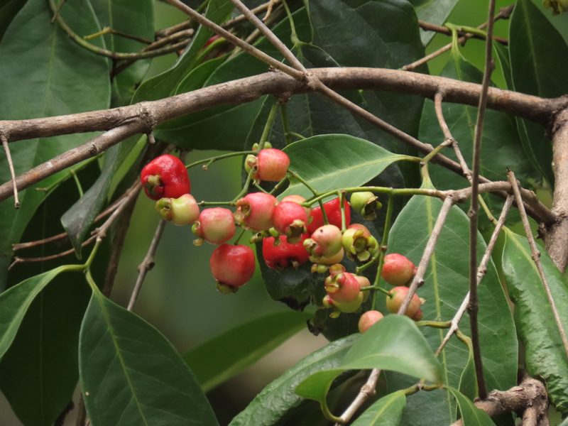 Syzygium tierneyanum, photographed by coenobita