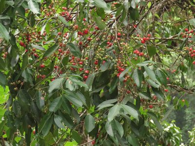 Syzygium tierneyanum, photographed by coenobita