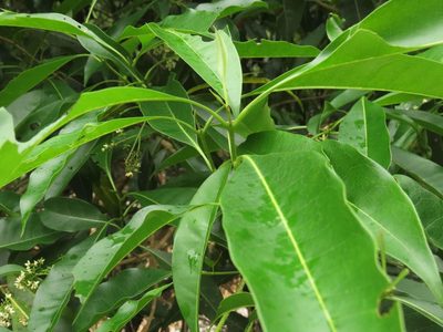 Chionanthus ramiflorus, photographed by coenobita
