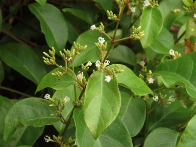 Ichnocarpus frutescens, photographed by coenobita