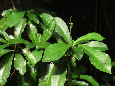 Codiaeum variegatum, photographed by coenobita