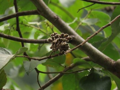 Trichospermum pleiostigma, photographed by coenobita