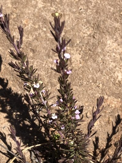 Muraltia alticola, photographed by Dave U
