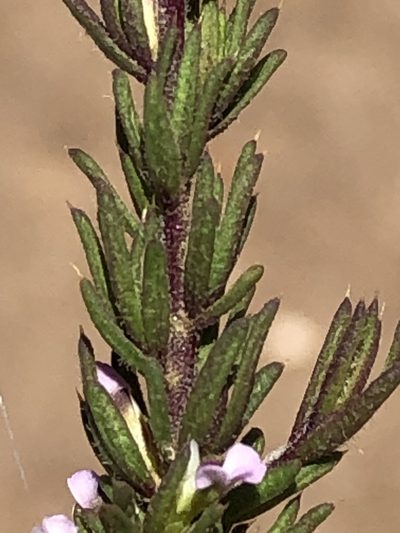 Muraltia alticola, photographed by Dave U