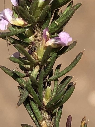 Muraltia alticola, photographed by Dave U