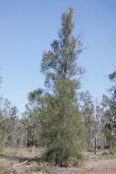 Casuarina cristata, photographed by coenobita