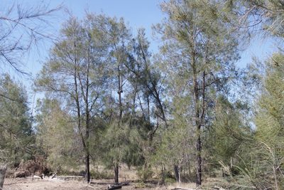 Casuarina cristata, photographed by coenobita