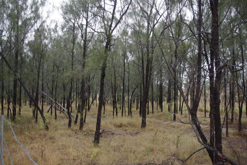 Allocasuarina luehmannii, photographed by coenobita