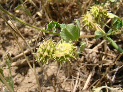 Medicago rigidula, photographed by Юрий Данилевский (Yuriy Danilevsky)