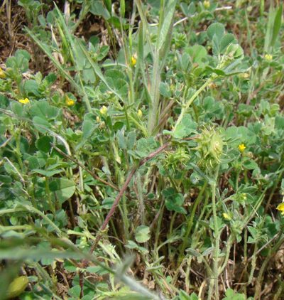 Medicago rigidula, photographed by Юрий Данилевский (Yuriy Danilevsky)