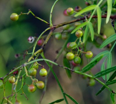 Schinus areira, photographed by Terra Occ