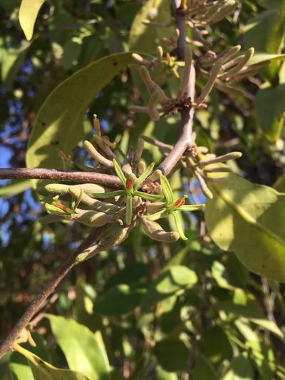 Dendrophthoe pentandra, photographed by Matt Berger