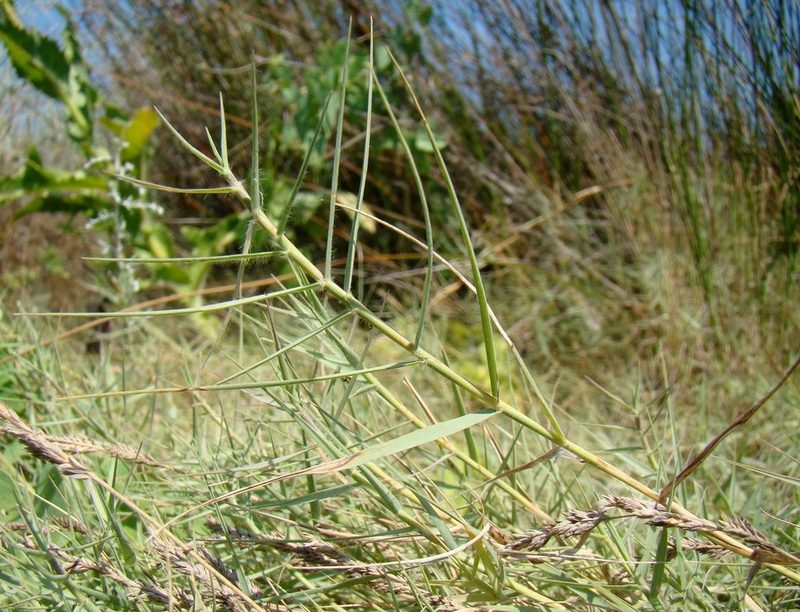 Aeluropus littoralis, photographed by Юрий Данилевский (Yuriy Danilevsky)