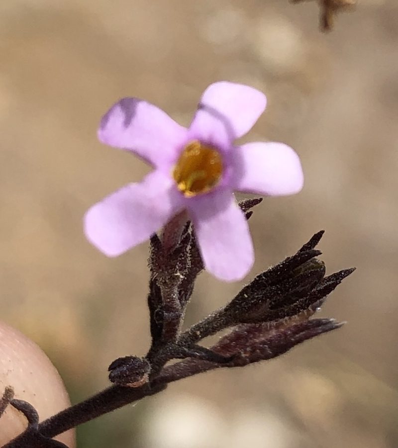 Chaenostoma tenuicaule, photographed by Dave U