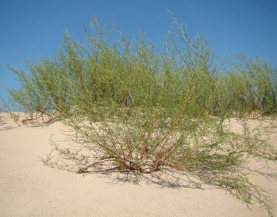 Artemisia arenaria, photographed by Юрий Данилевский (Yuriy Danilevsky)
