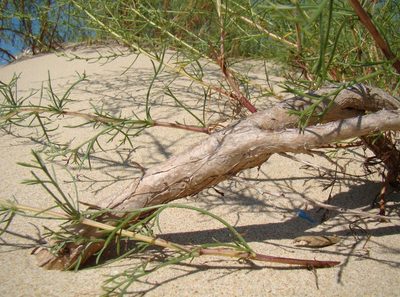 Artemisia arenaria, photographed by Юрий Данилевский (Yuriy Danilevsky)