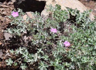 Geranium brycei, photographed by Alan Manson
