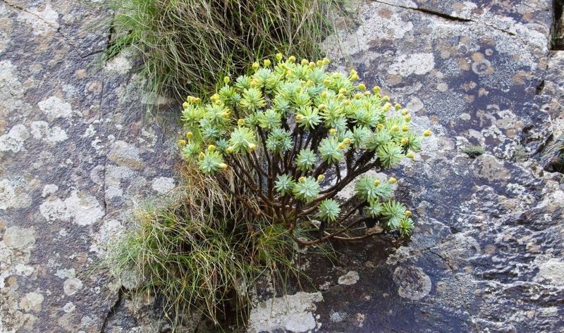 Euryops acraeus, photographed by Alan Manson