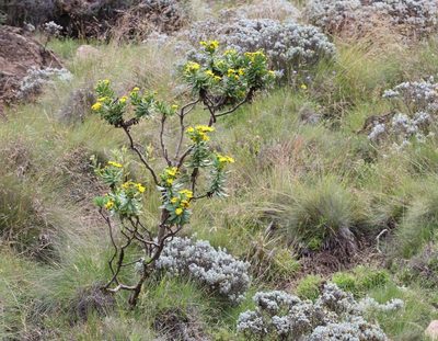 Euryops evansii, photographed by Alan Manson