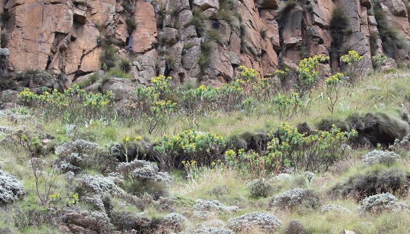 Euryops evansii, photographed by Alan Manson