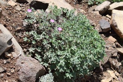 Geranium brycei, photographed by Alan Manson