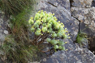 Euryops acraeus, photographed by Alan Manson
