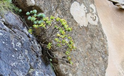 Euryops acraeus, photographed by Alan Manson