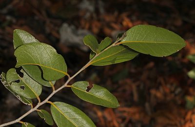 Drypetes diversifolia, photographed by Judy Gallagher