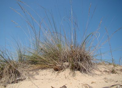 Festuca beckeri, photographed by Юрий Данилевский (Yuriy Danilevsky)