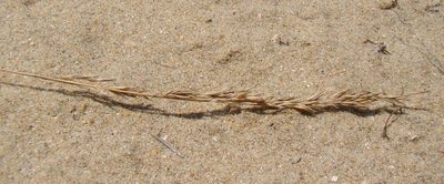 Festuca beckeri, photographed by Юрий Данилевский (Yuriy Danilevsky)