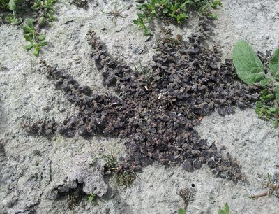 Dysphania pusilla, photographed by Peter de Lange