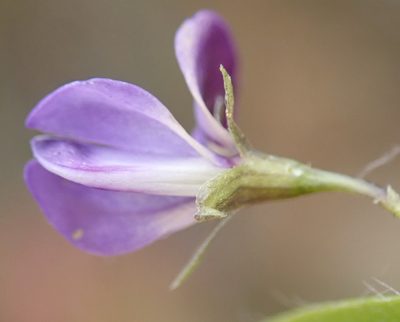 Psoralea plauta, photographed by Nicola van Berkel