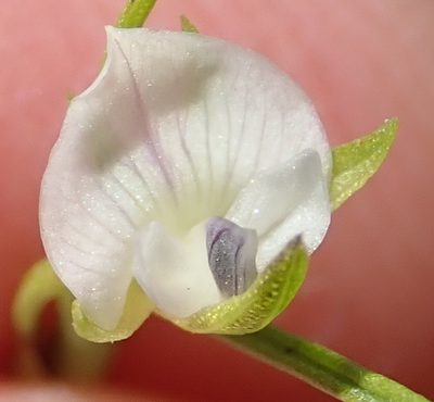 Psoralea vlokii, photographed by Nicola van Berkel