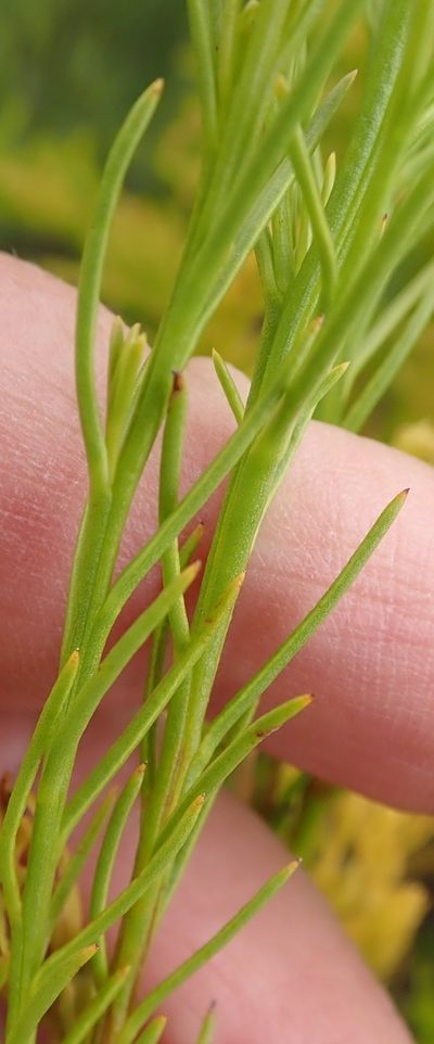 Thesium susannae, photographed by Nicola van Berkel