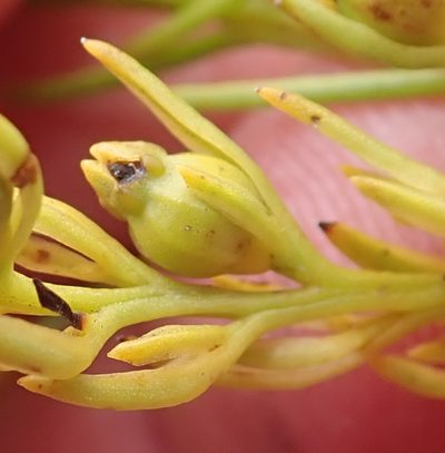 Thesium susannae, photographed by Nicola van Berkel