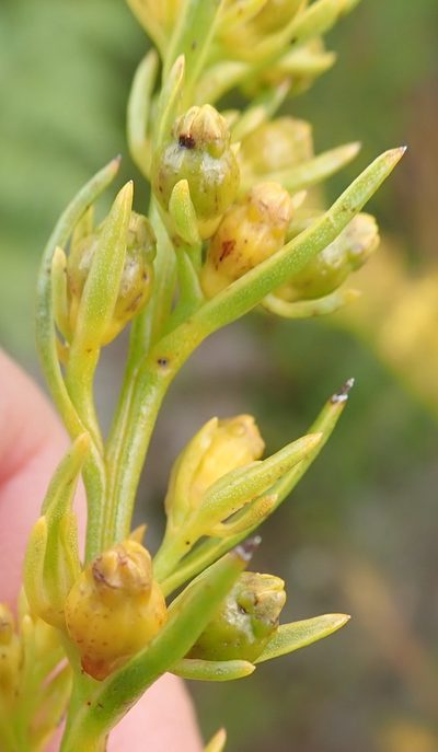 Thesium susannae, photographed by Nicola van Berkel