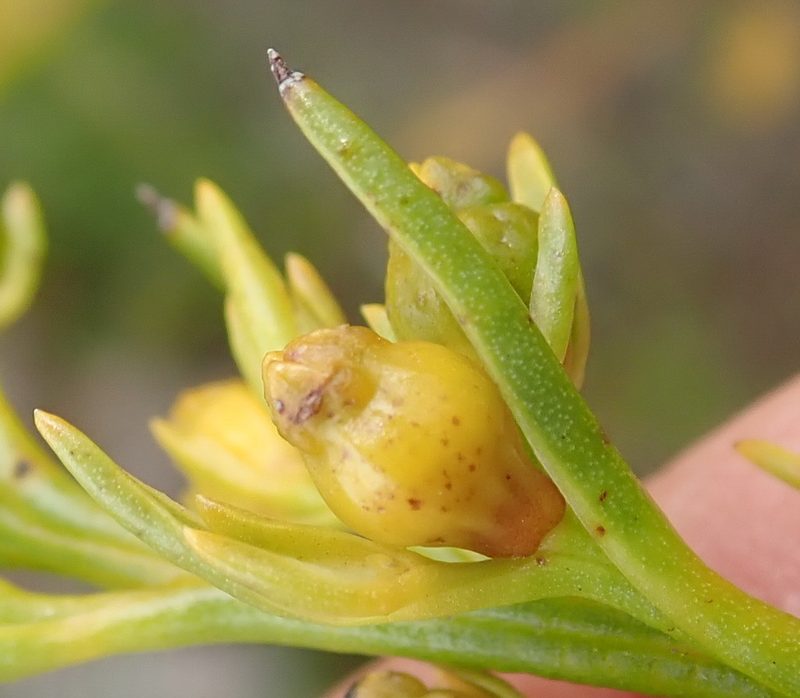 Thesium susannae, photographed by Nicola van Berkel